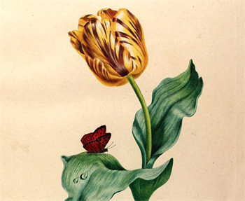 One of many beautiful full-color plates from Études de Fleurs de Fruits by Madame Vincent, which is in the public domain and available in its entirety at the link above.